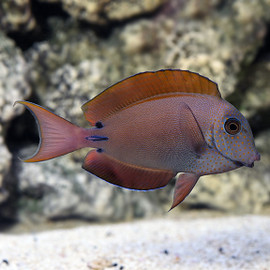 Acanthurus Nigrofuscus