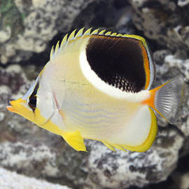 Chaetodon Ephippium