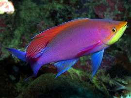 Pseudanthias Tuka