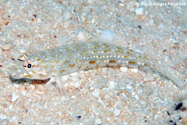 Istigobius Rigilius