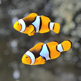 Amphiprion Percula Black,  Pair