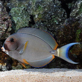 Acanthurus Leucocheilus