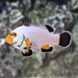 Amphiprion Percula, Platinum Pair