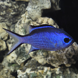 Chromis Cyanea