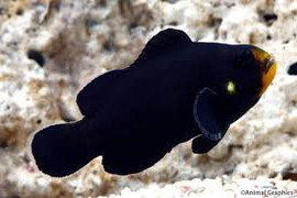 Amphiprion Ocellaris, Midnight Pair