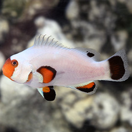 Amphiprion Ocellaris Wyoming White, Small