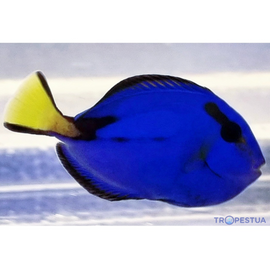 Paracanthurus Hepatus "Naked" - WYSIWYG