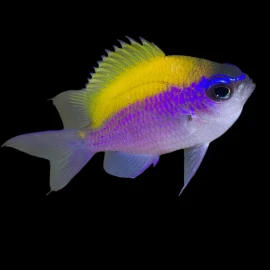 Chromis insolata