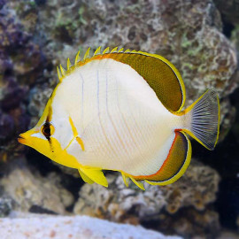 Chaetodon Xanthocephalus