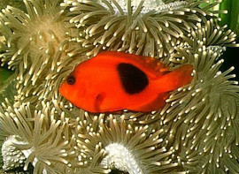 Amphiprion Ephippium, Pair