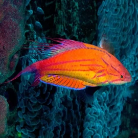Paracheilinus Filamentosus