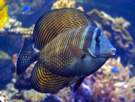 Zebrasoma Desjardini (Red Sea)