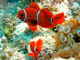 Premnas biaculeatus (Pair)