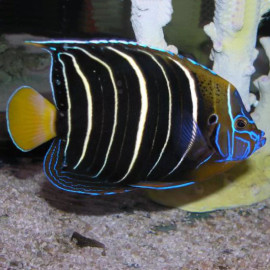 Pomacanthus Chrysurus