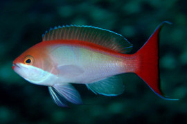 Pseudanthias Cooperi