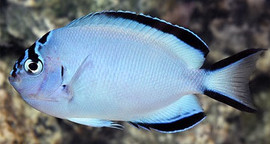 Genicanthus watanabei, Female