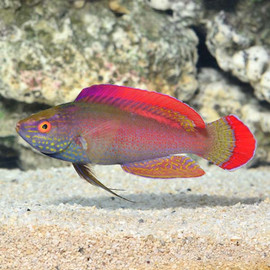 Cirrhilabrus Rubrimarginatus