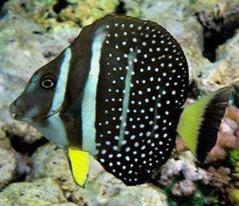 Acanthurus Guttatus