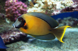 Acanthurus Pyroferus