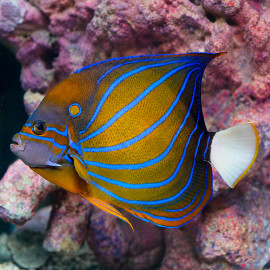 Pomacanthus Annularis
