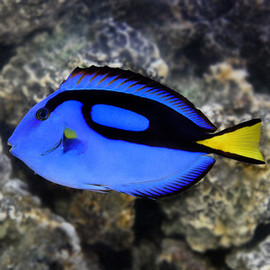 Paracanthurus Hepatus