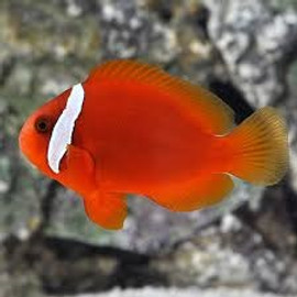 Amphiprion Frenatus, Pair (Oppdrett, Small)