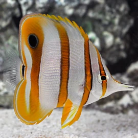 Chelmon Rostratus