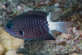 Chromis Bicolor