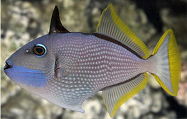 Xanthichthys Auromarginatus