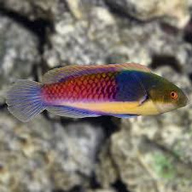 Cirrhilabrus Cyanopleura