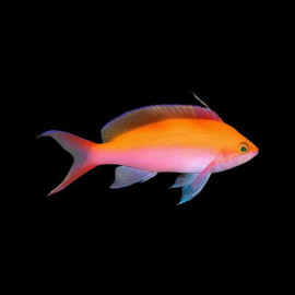 Pseudanthias Bicolor