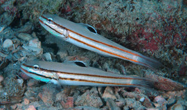 Valenciennea Helsdingeni Pair