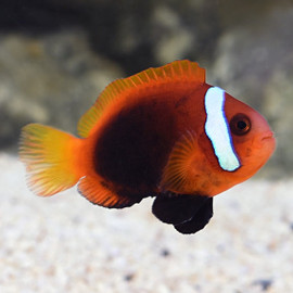 Amphiprion Melanopus (Oppdrett)