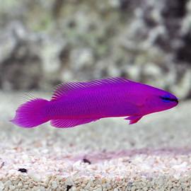 Pseudochromis Fridmani