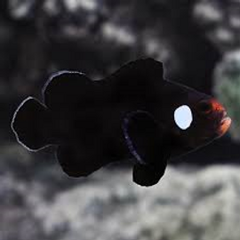 Amphiprion Ocellaris Domino
