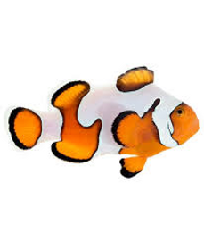 Amphiprion Ocellaris, Gladiator