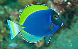 Acanthurus Hybrid( Leucosternon + Nigricans)