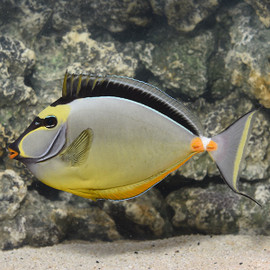 Naso Lituratus