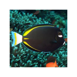 Acanthurus Nigricans
