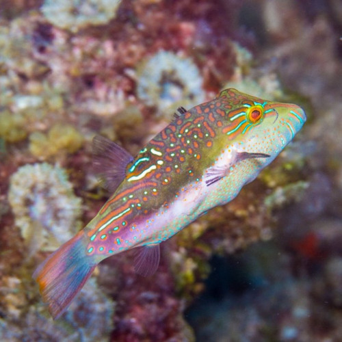 Canthigaster Bennetti