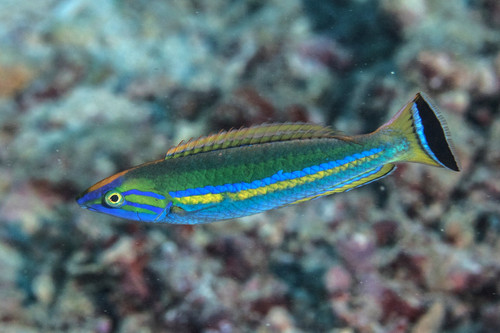 Pseudojuloides Cerasinus