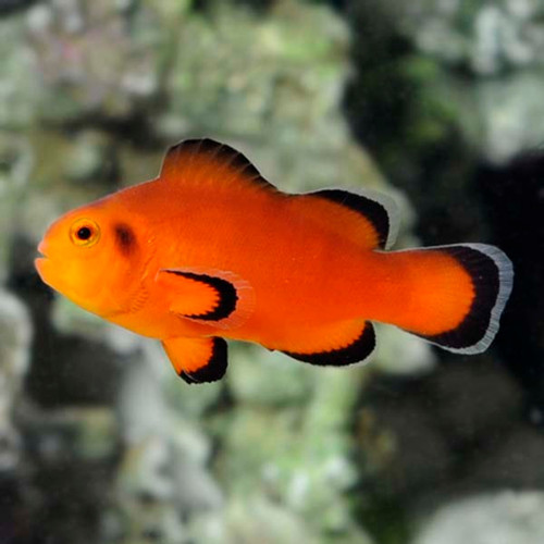 Amphiprion Ocellaris "Naked", Pair