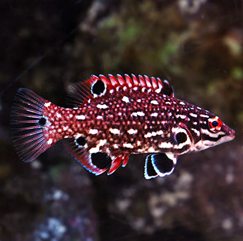 Bodianus Diana