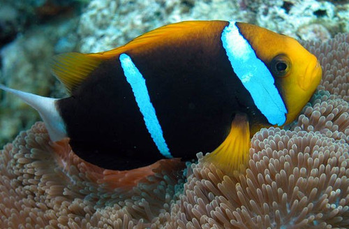 Amphiprion Chrysopterus