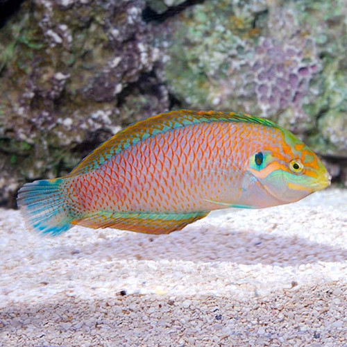 Macropharyngodon Moyeri