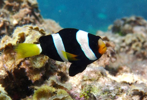 Amphiprion Milii, Oppdrett