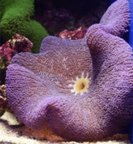 Stichodactyla Haddoni, Purple