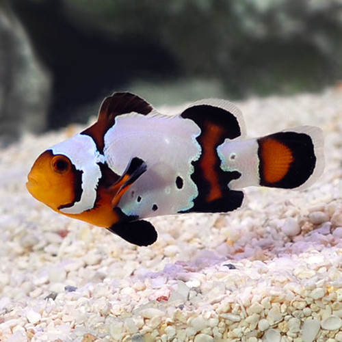 Amphiprion Ocellaris, Black Snowflake