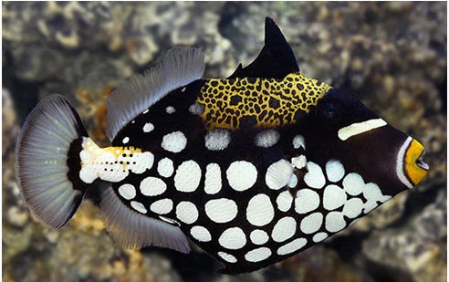 Balistoides Conspicillum