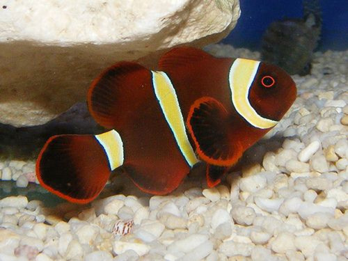 Premnas Biaculeatus Yellowstripe, Oppdrett